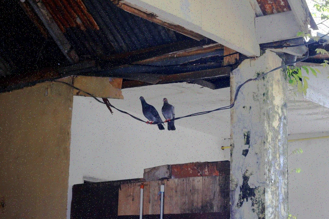 Renovovaná dřevěná podlaha